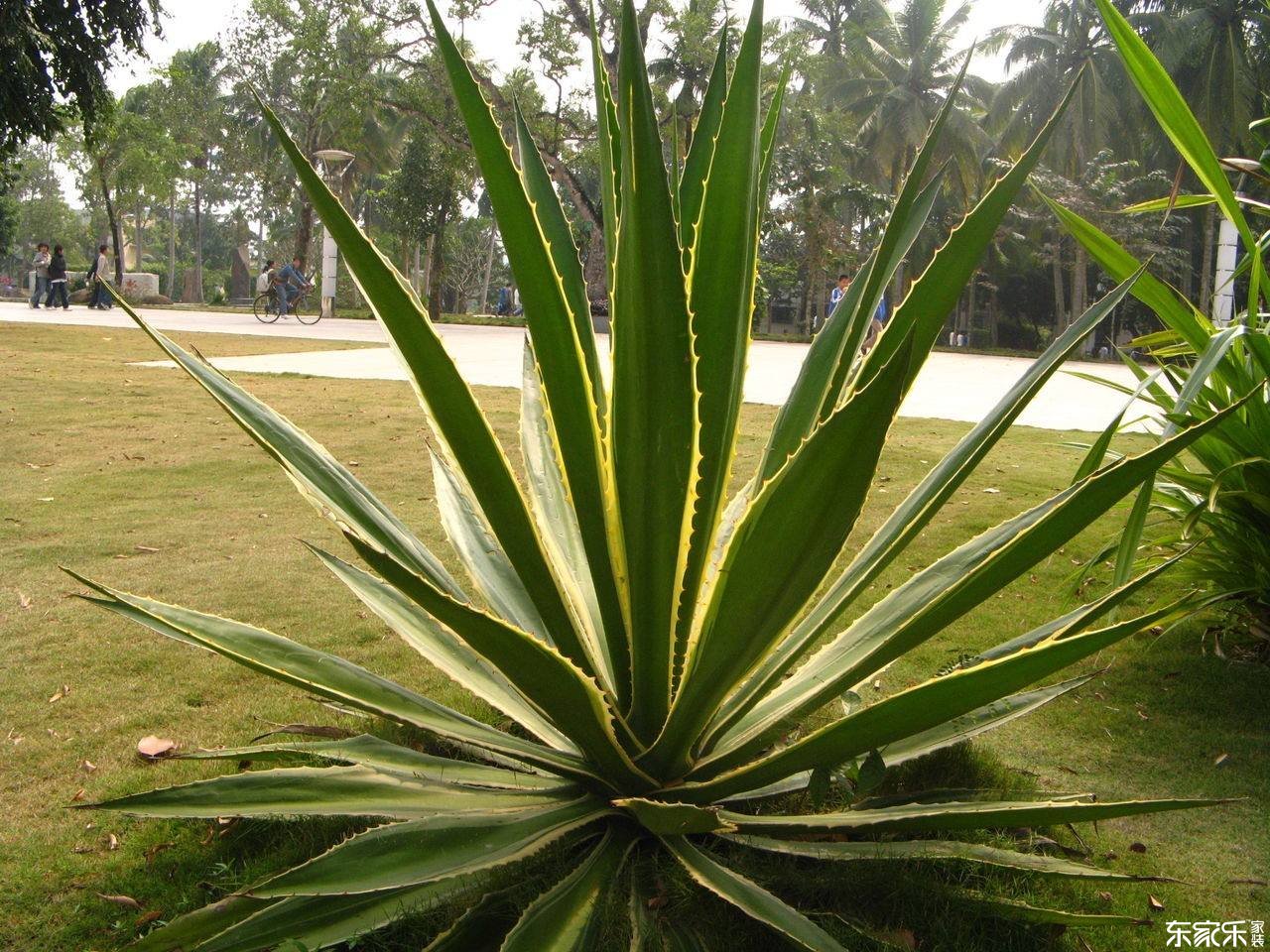 哪些植物去除甲醛效果好？